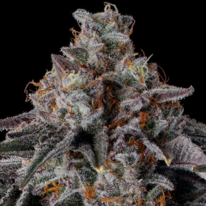 Lemon Cherry Gelato